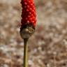 Fotografia 12 da espécie Arum maculatum do Jardim Botânico UTAD