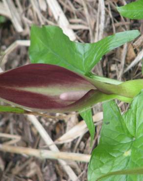 Fotografia 13 da espécie Arum maculatum no Jardim Botânico UTAD