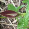 Fotografia 13 da espécie Arum maculatum do Jardim Botânico UTAD