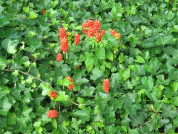 Fotografia da espécie Arum maculatum