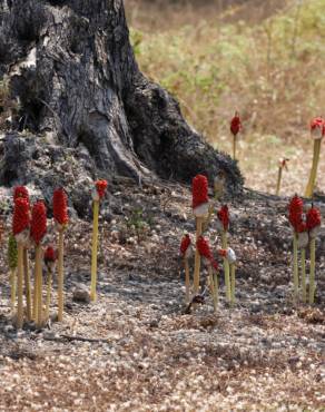 Fotografia 15 da espécie Arum maculatum no Jardim Botânico UTAD