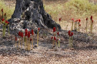 Fotografia da espécie Arum maculatum