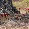 Fotografia 15 da espécie Arum maculatum do Jardim Botânico UTAD