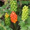 Fotografia 16 da espécie Arum maculatum do Jardim Botânico UTAD