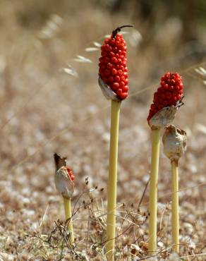 Fotografia 1 da espécie Arum maculatum no Jardim Botânico UTAD