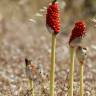 Fotografia 1 da espécie Arum maculatum do Jardim Botânico UTAD