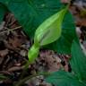 Fotografia 17 da espécie Arum maculatum do Jardim Botânico UTAD