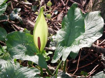 Fotografia da espécie Arum maculatum