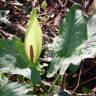 Fotografia 18 da espécie Arum maculatum do Jardim Botânico UTAD