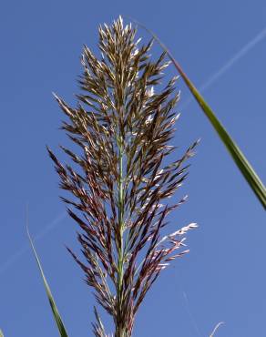 Fotografia 4 da espécie Arundo donax no Jardim Botânico UTAD