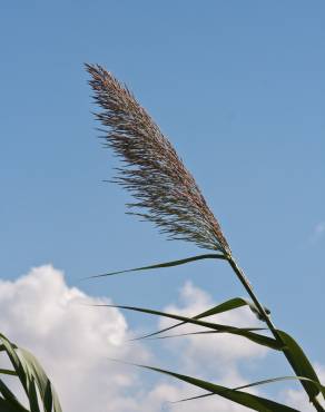 Fotografia 5 da espécie Arundo donax no Jardim Botânico UTAD