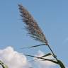 Fotografia 5 da espécie Arundo donax do Jardim Botânico UTAD