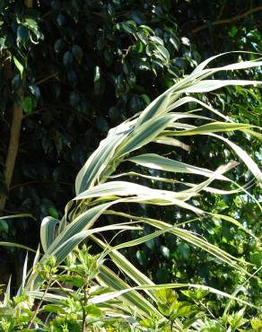 Fotografia 6 da espécie Arundo donax no Jardim Botânico UTAD