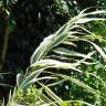 Fotografia 6 da espécie Arundo donax do Jardim Botânico UTAD