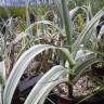 Fotografia 7 da espécie Arundo donax do Jardim Botânico UTAD