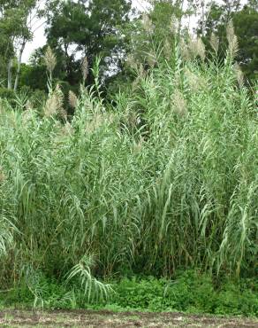 Fotografia 8 da espécie Arundo donax no Jardim Botânico UTAD