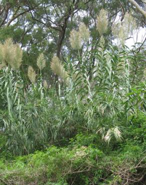 Fotografia 10 da espécie Arundo donax no Jardim Botânico UTAD