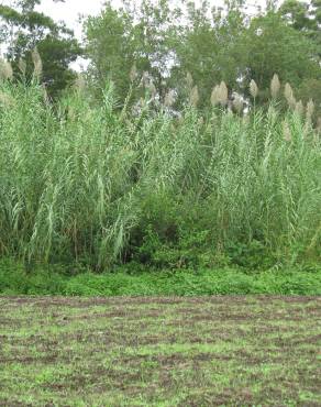 Fotografia 11 da espécie Arundo donax no Jardim Botânico UTAD