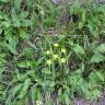 Fotografia 8 da espécie Bupleurum falcatum do Jardim Botânico UTAD