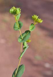 Fotografia da espécie Bupleurum rotundifolium