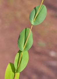 Fotografia da espécie Bupleurum rotundifolium