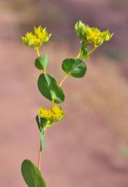 Fotografia da espécie Bupleurum rotundifolium