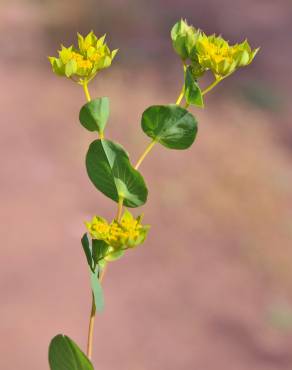 Fotografia 1 da espécie Bupleurum rotundifolium no Jardim Botânico UTAD