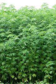 Fotografia da espécie Cannabis sativa