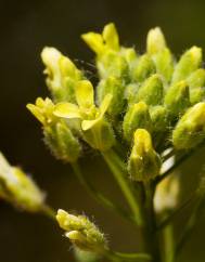 Camelina microcarpa