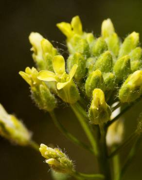 Fotografia 1 da espécie Camelina microcarpa no Jardim Botânico UTAD