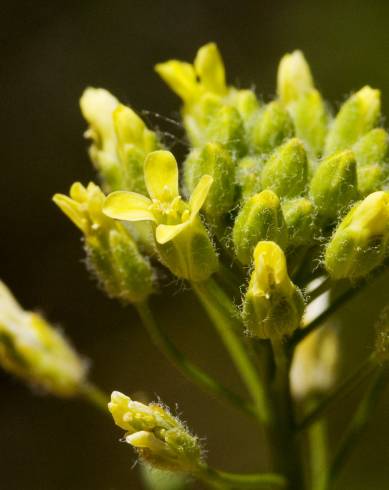 Fotografia de capa Camelina microcarpa - do Jardim Botânico