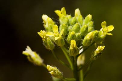 Fotografia da espécie Camelina microcarpa