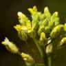 Fotografia 1 da espécie Camelina microcarpa do Jardim Botânico UTAD