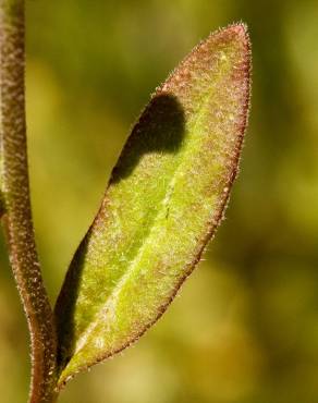 Fotografia 3 da espécie Camelina microcarpa no Jardim Botânico UTAD