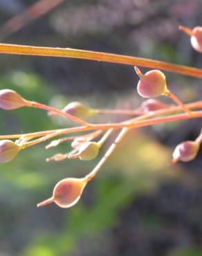 Fotografia 4 da espécie Camelina microcarpa no Jardim Botânico UTAD