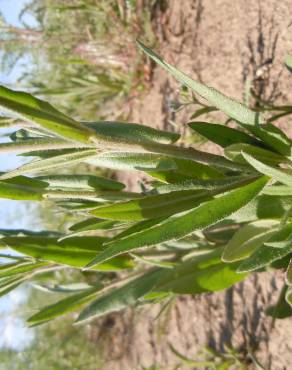 Fotografia 5 da espécie Camelina microcarpa no Jardim Botânico UTAD