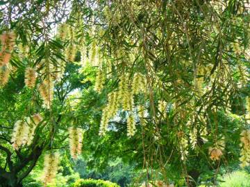 Fotografia da espécie Callistemon pallidus