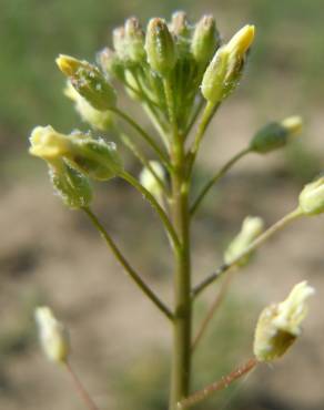 Fotografia 6 da espécie Camelina microcarpa no Jardim Botânico UTAD