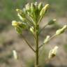 Fotografia 6 da espécie Camelina microcarpa do Jardim Botânico UTAD