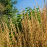 Fotografia 3 da espécie Calamagrostis arundinacea do Jardim Botânico UTAD