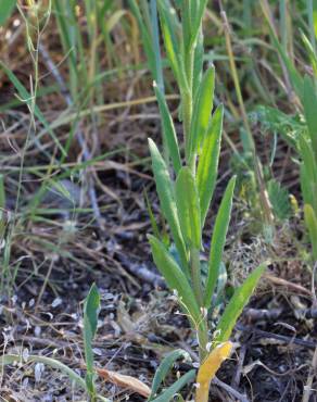 Fotografia 7 da espécie Camelina microcarpa no Jardim Botânico UTAD