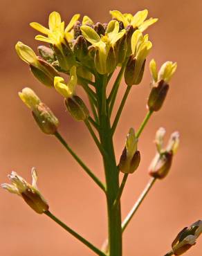 Fotografia 8 da espécie Camelina microcarpa no Jardim Botânico UTAD