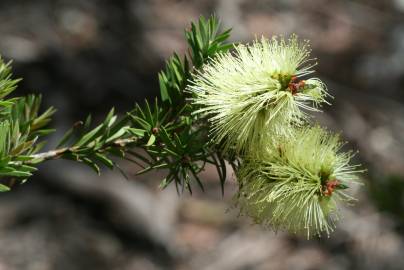 Fotografia da espécie Callistemon pallidus