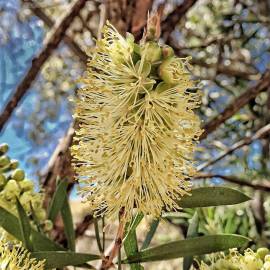 Fotografia da espécie Callistemon pallidus