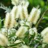 Fotografia 12 da espécie Callistemon pallidus do Jardim Botânico UTAD