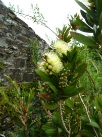 Fotografia da espécie Callistemon pallidus