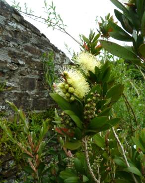 Fotografia 13 da espécie Callistemon pallidus no Jardim Botânico UTAD