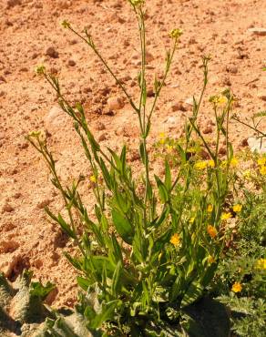 Fotografia 9 da espécie Camelina microcarpa no Jardim Botânico UTAD