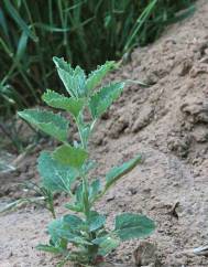 Atriplex rosea