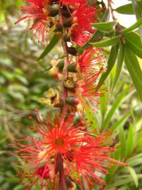 Fotografia da espécie Callistemon rigidus